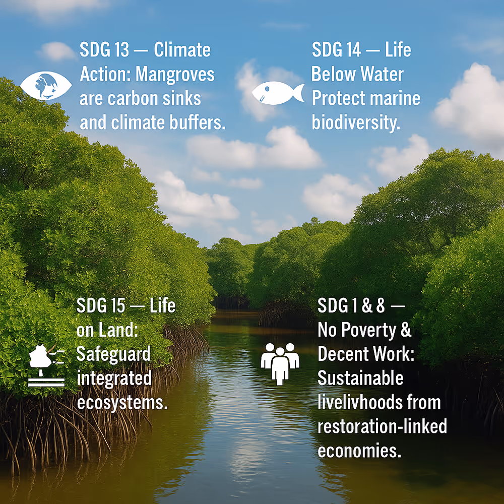 Mangrove forest with overlayed UN SDG icons for climate action, life below water, and sustainable livelihoods.
